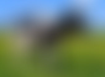 不打針、不用藥!幹細胞分泌物有望成乳牛天然保健新方案/丹麥 Wolt Market 採用「蛋白質追蹤器」推動植物性飲食/羥丙基澱粉