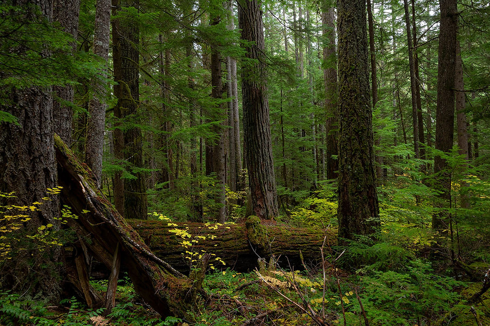 Flat-Country-credit-Cascadia-Wildlands-classic-og.jpeg