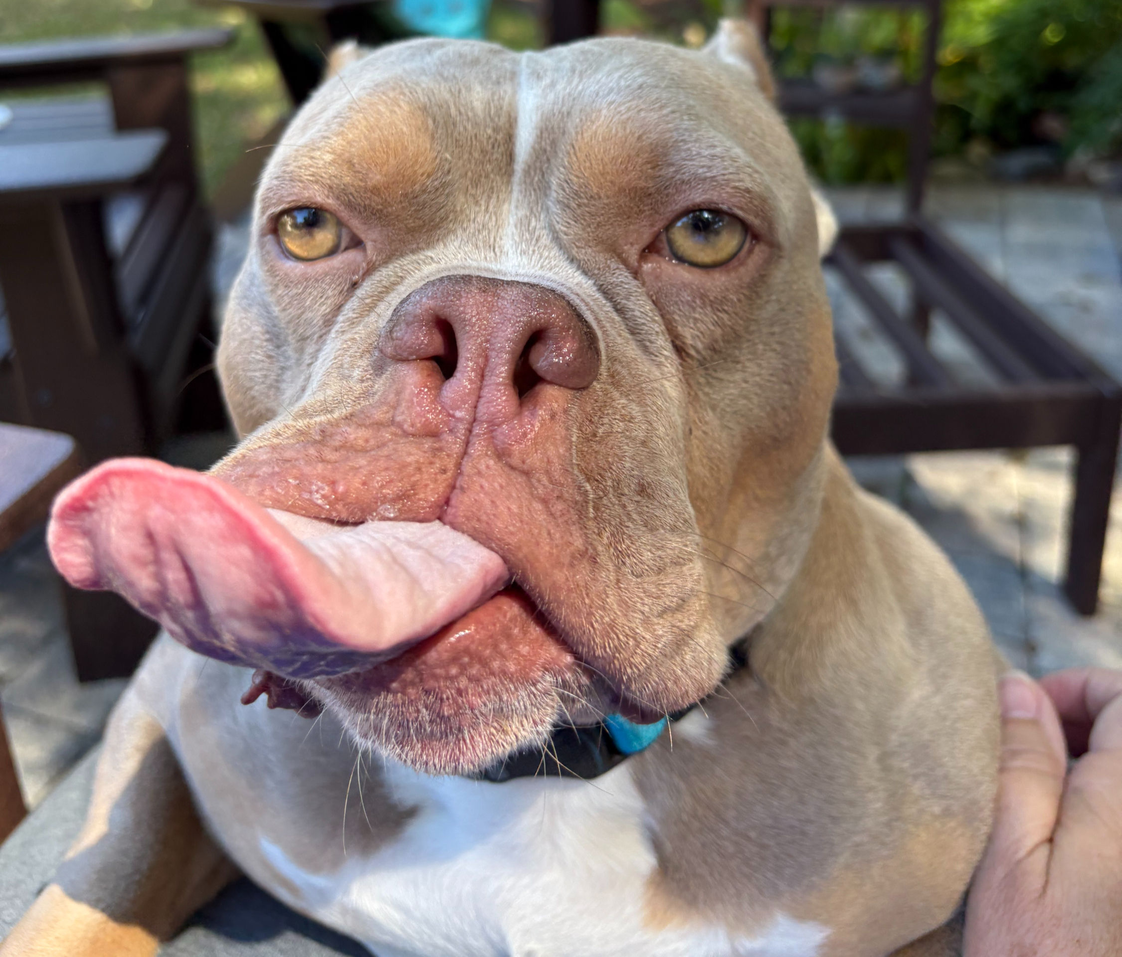 Pup