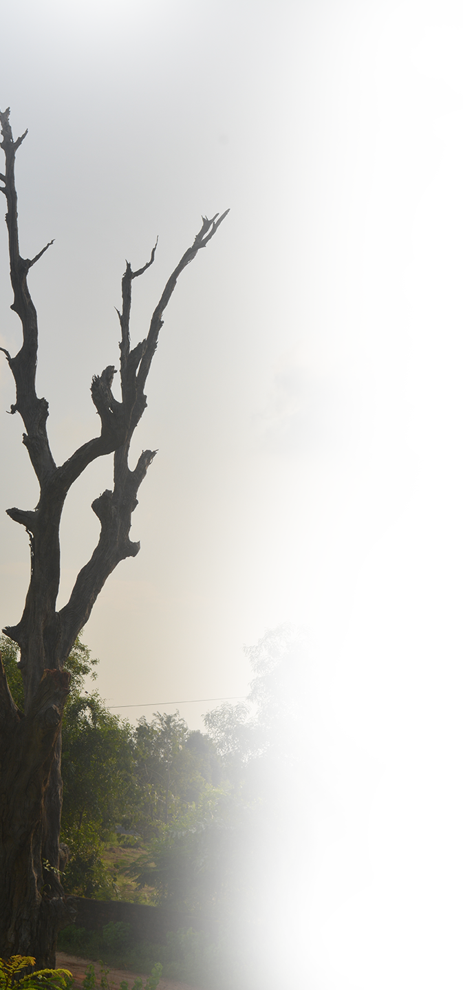 treepng.png