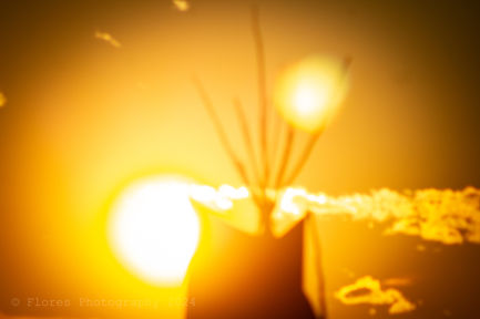 IMG_4480