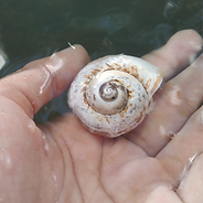 Shell found at the river we swam_edited.