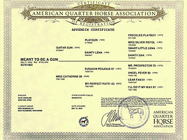 Meant to Be a Gun AQHA Papers_edited.jpg