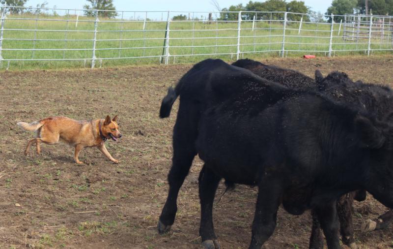 Spader Good Onya Lena.jpg