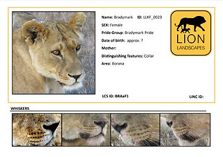 ID catalogues part 1
