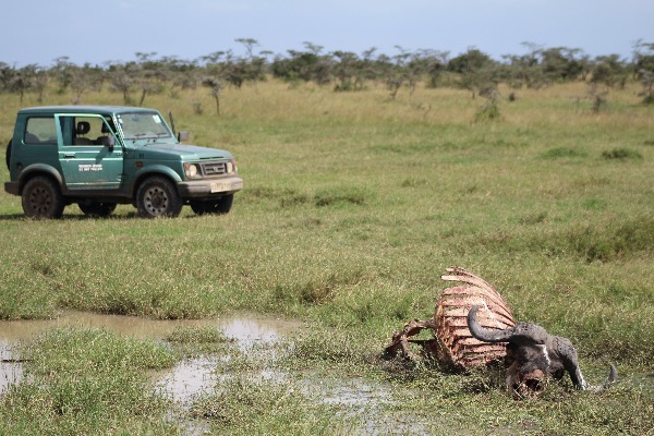Carcass of a buffalo
