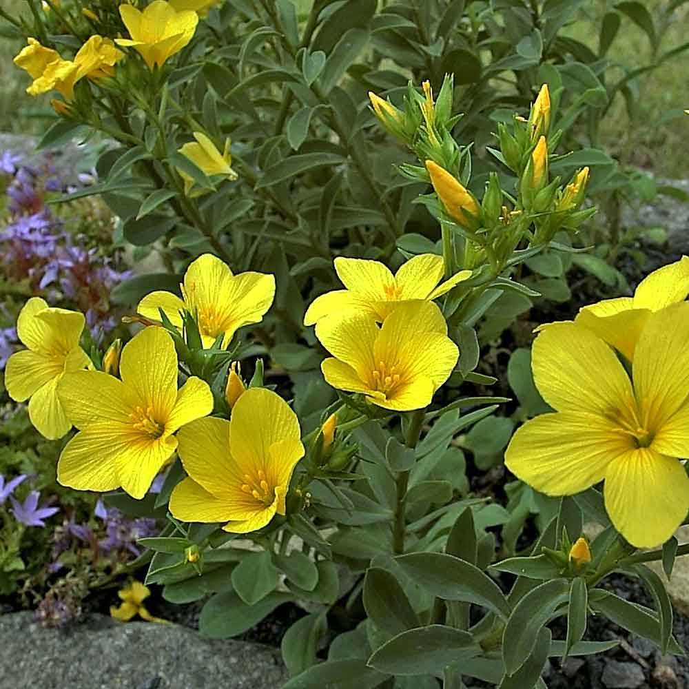 Linum flavum compactum