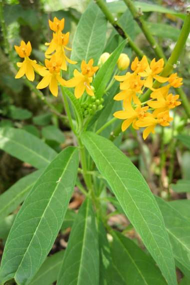 Asclepias curassavica 'Silky Gold' – Tropical Milkweed