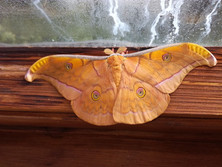 A. frithii adult.jpeg