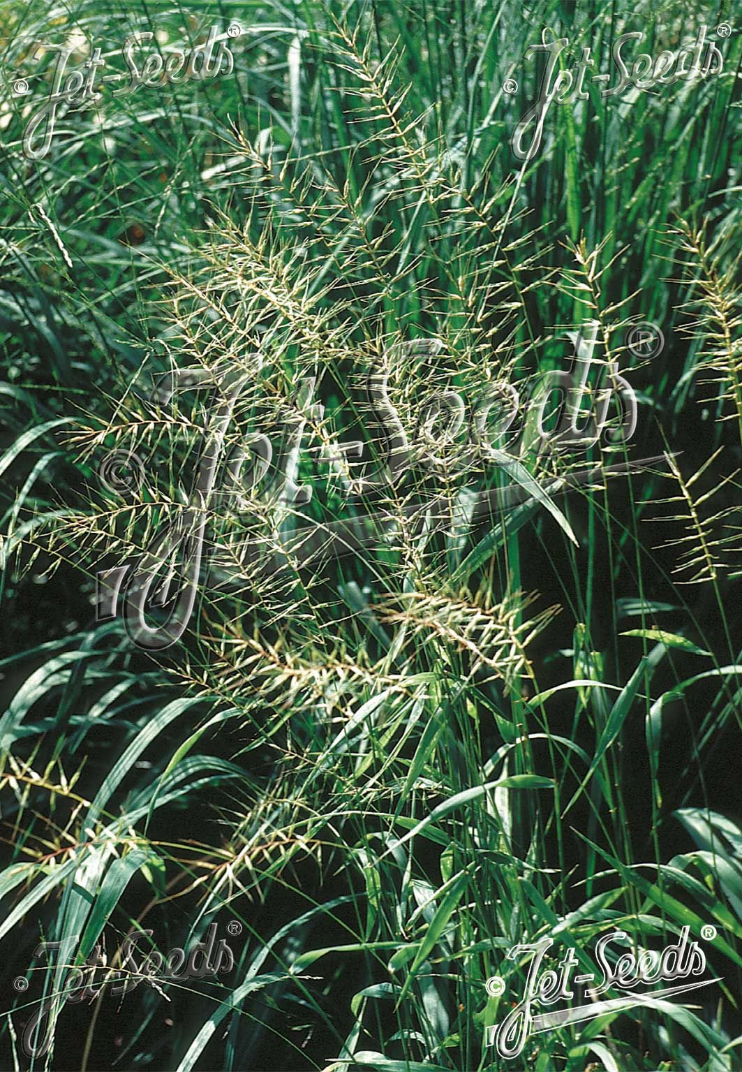 HYSTRIX patula (ELYMUS hystrix) - Hystrix rozkladitý