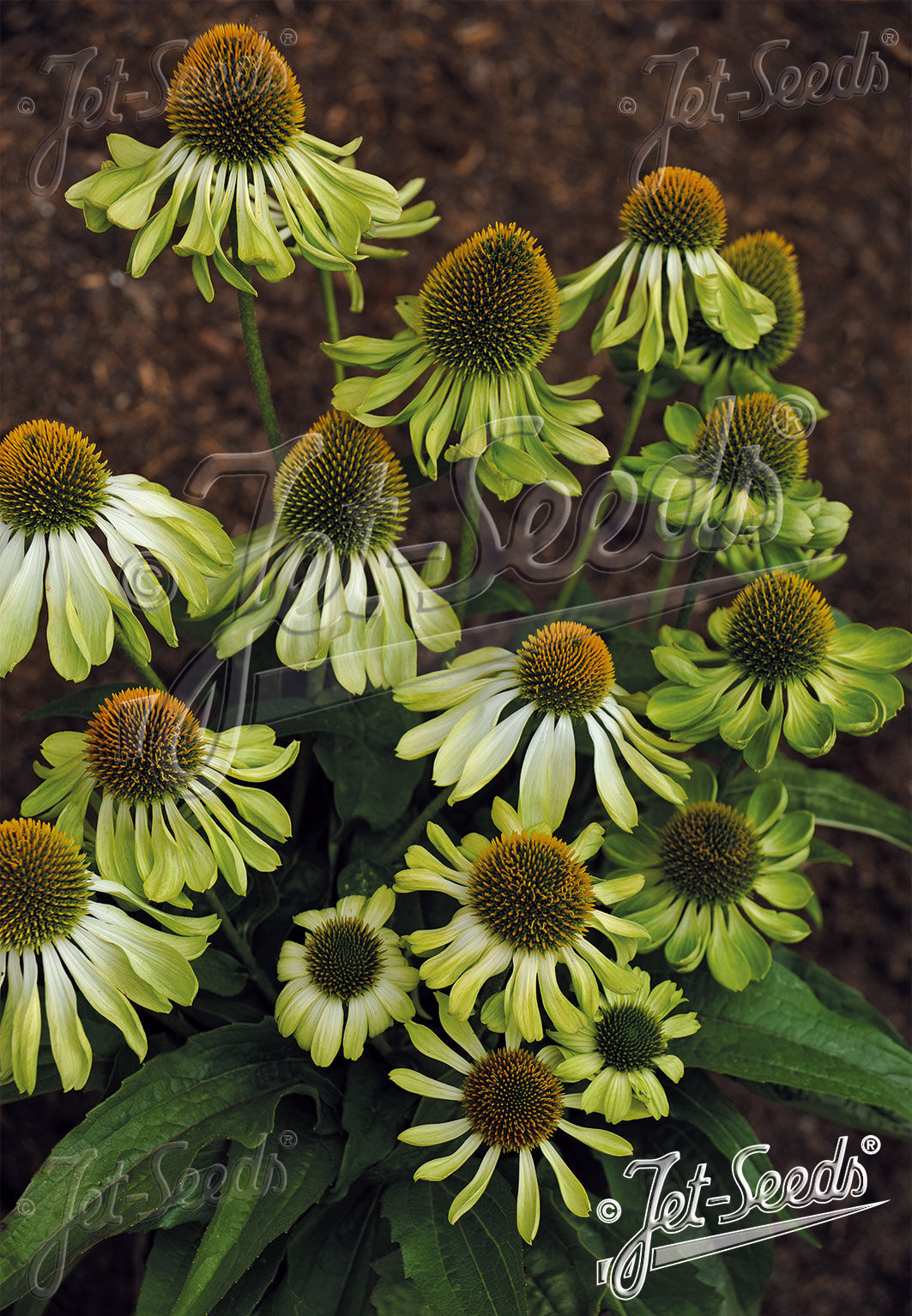 ECHINACEA purpurea 'Mellow Limes' - třapatkovka nachová