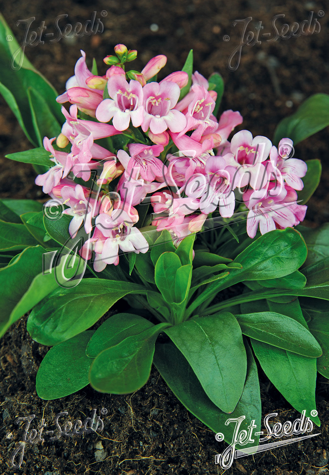 PENSTEMON barbatus f. nanus 'Pinacolada Light Rose Shades' - dračík vousatý