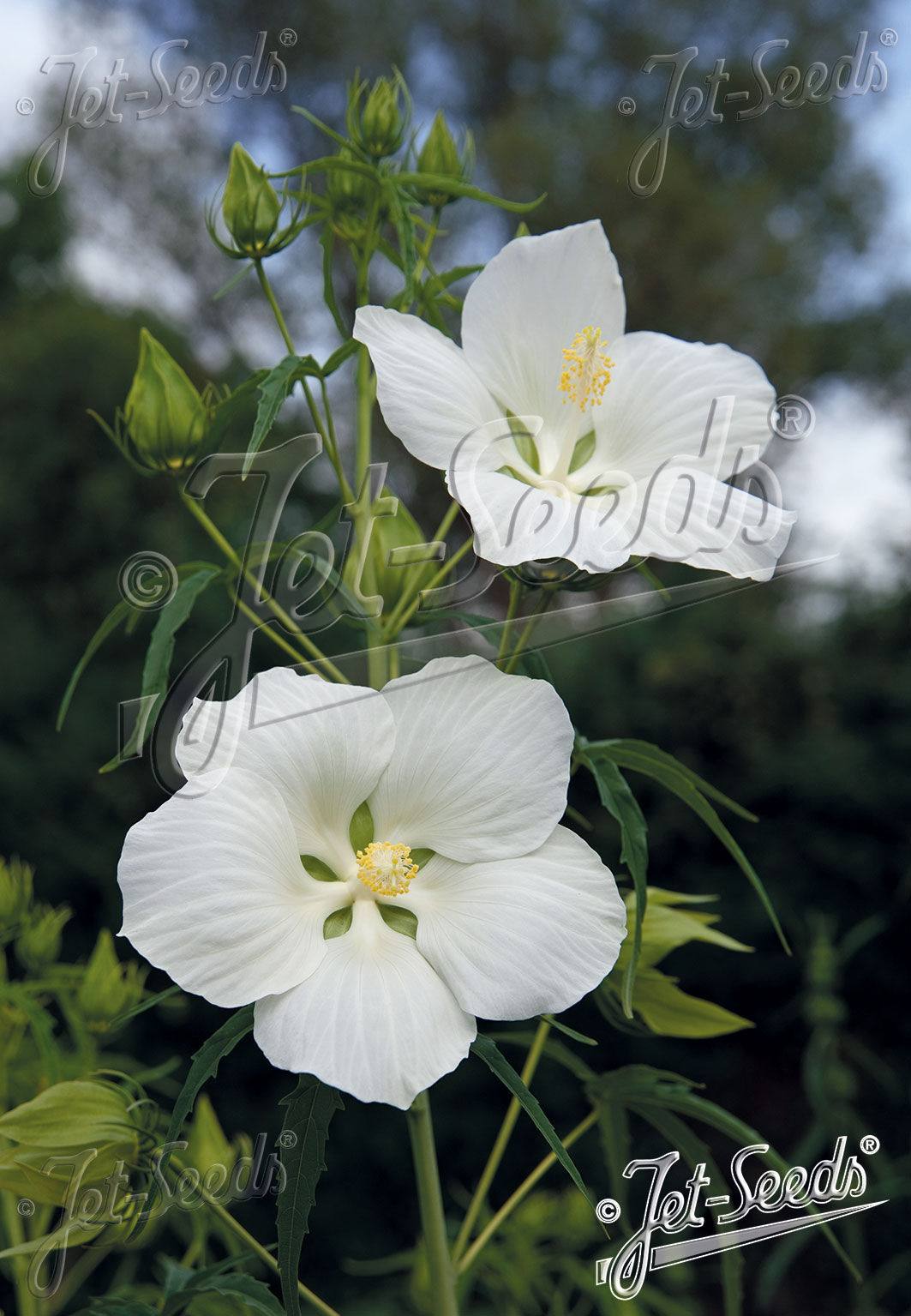 HIBISCUS coccineus f. albiflorus