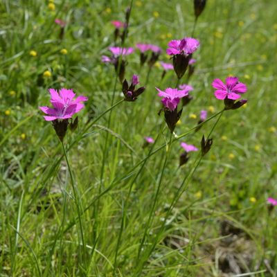 Dianthus carthusianorum - Hvozdík kartouzek