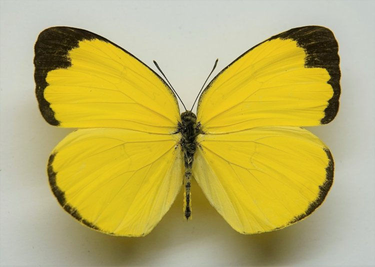 Eurema blanda