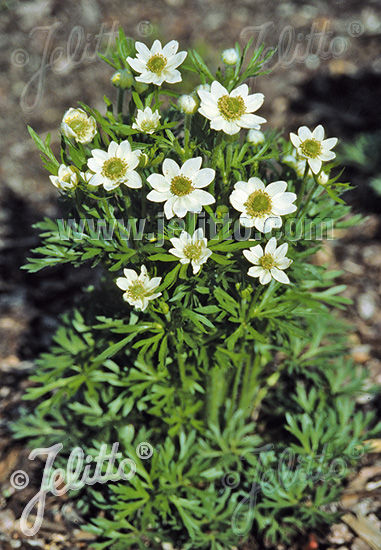 Anemone multifida 'Major' - Sasanka
