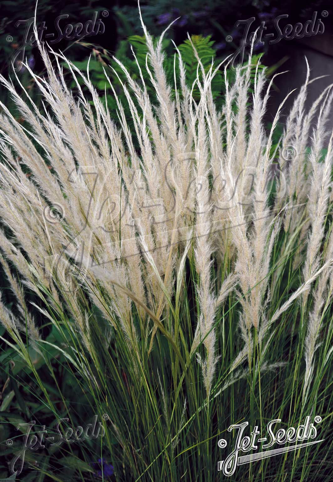 STIPA ichu - kavyl andský