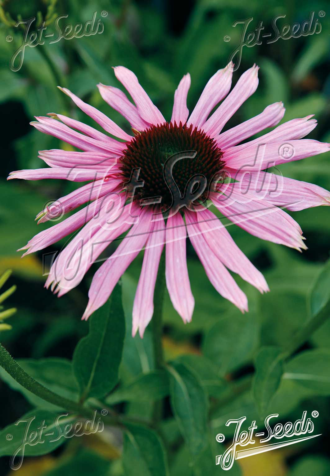 ECHINACEA purpurea 'Primadonna Deep Pink - třapatkovka nachová
