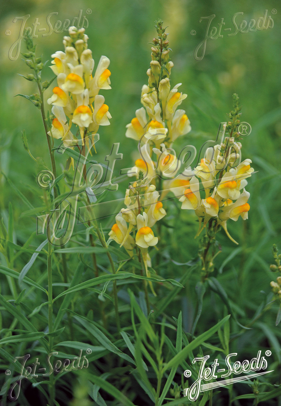 LINARIA vulgaris - lnice květel