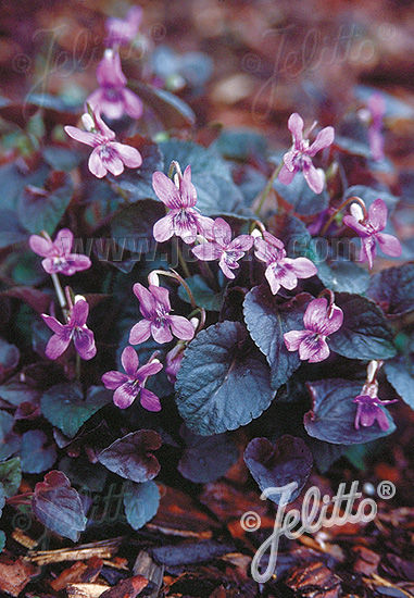 Viola labradorica hort. 'Purpurea' - Violka růžkatá