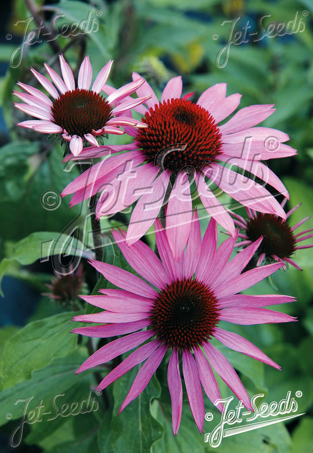ECHINACEA purpurea 'Prairie Splendor' - třapatkovka nachová