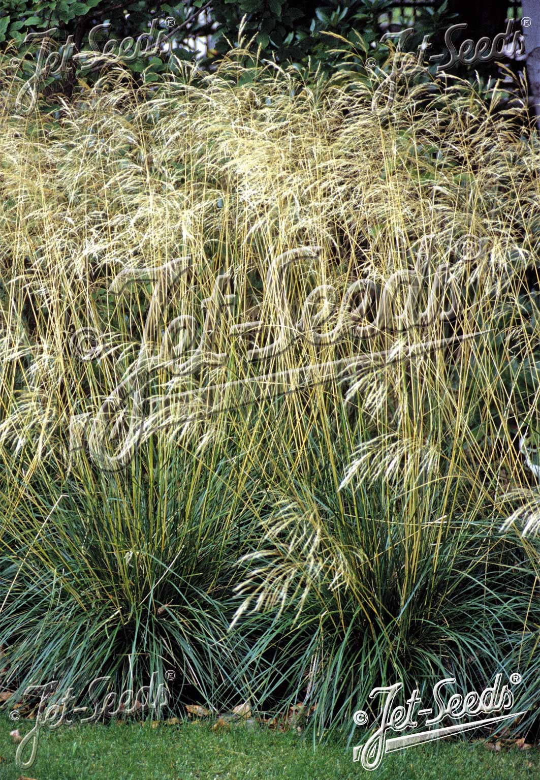 DESCHAMPSIA cespitosa - metlice trsnatá