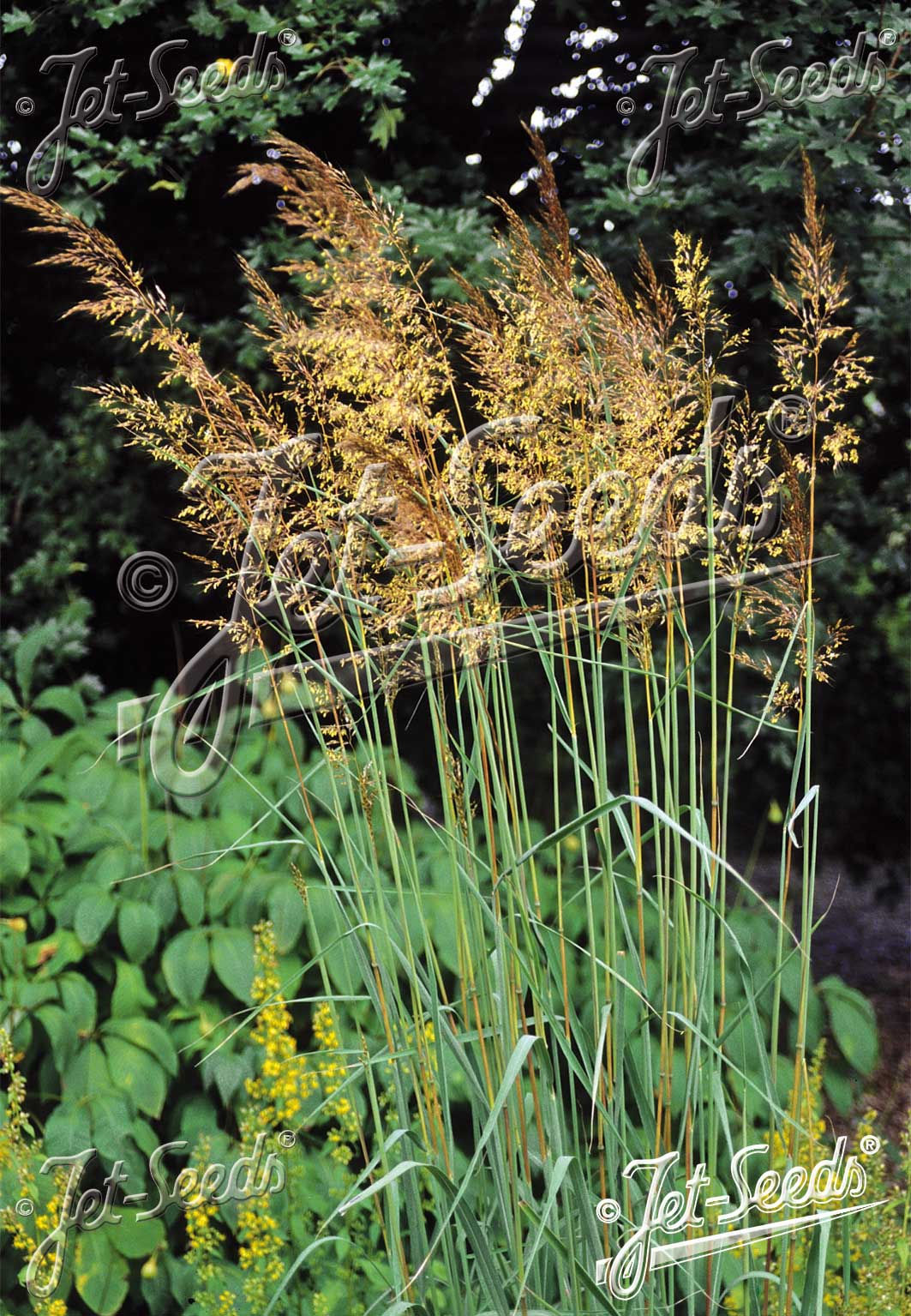 SORGHASTRUM nutans - indiánská tráva