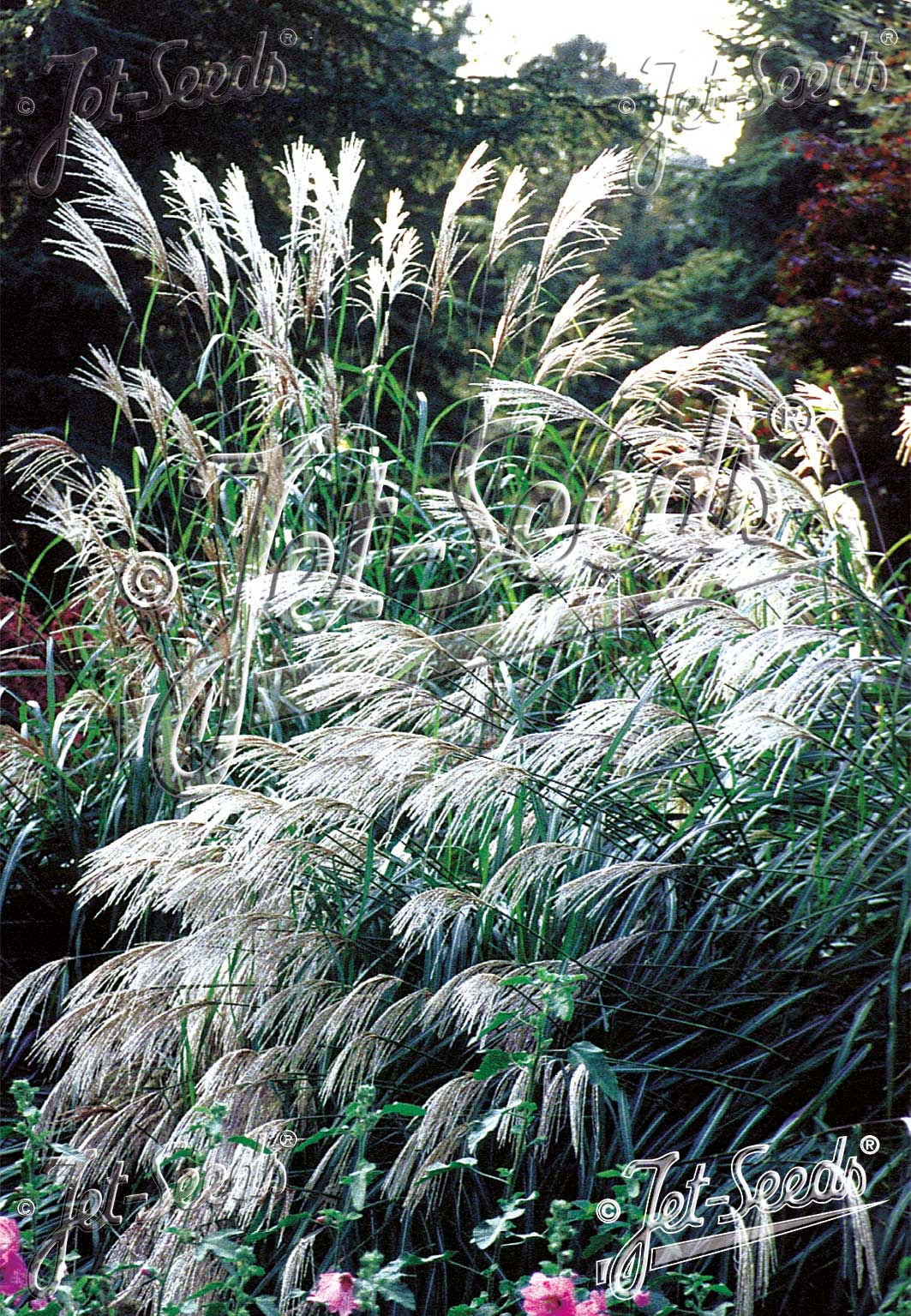 MISCANTHUS sinensis 'Early Hybrids' - ozdobnice čínská