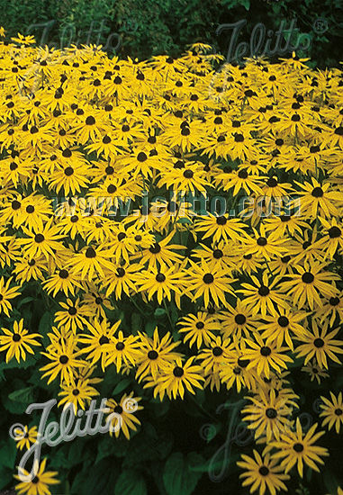 Rudbeckia fulgida var. sullivantii 'Goldsturm' - Třapatka zářivá