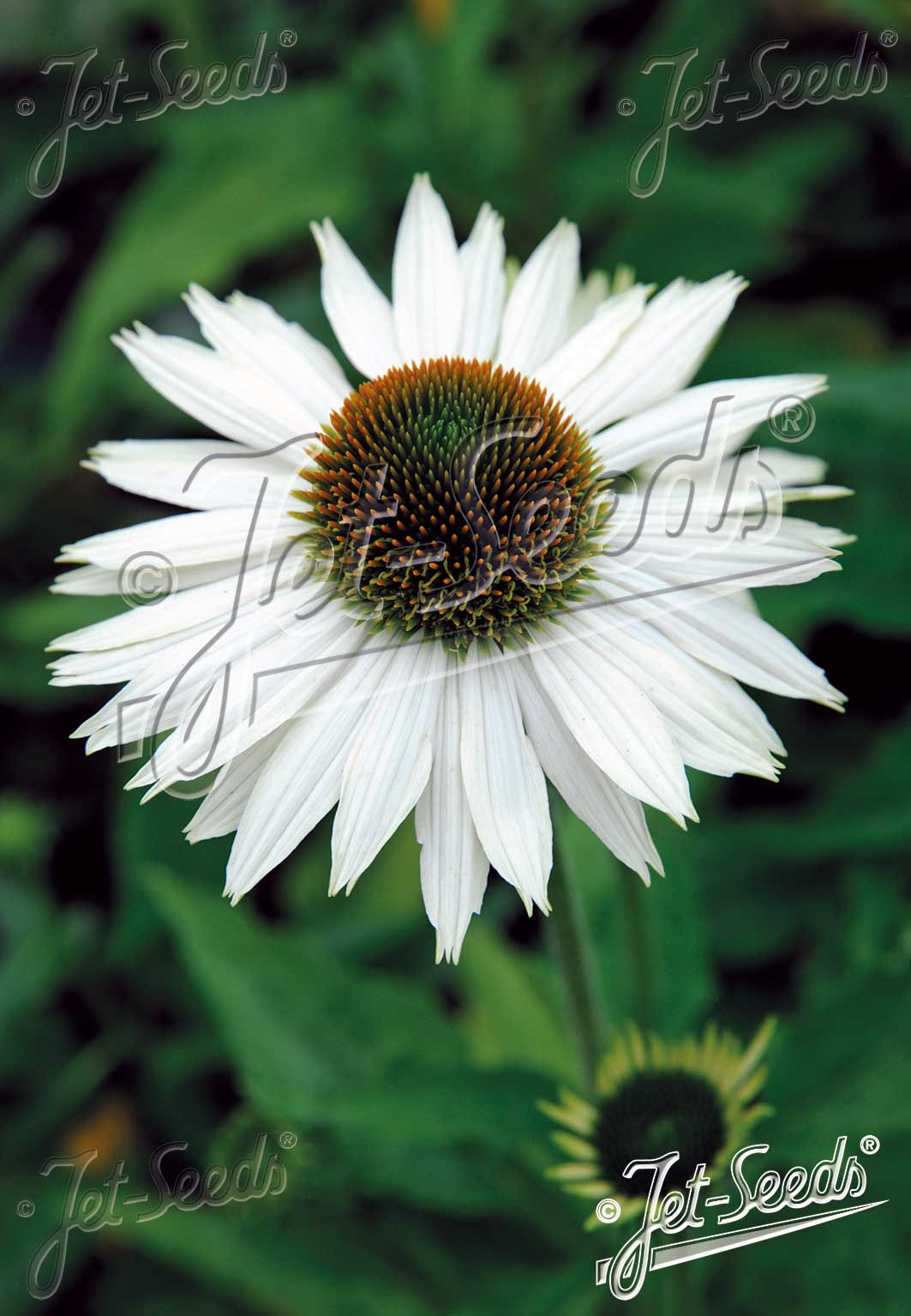 ECHINACEA purpurea 'Primadonna White' - třapatkovka nachová