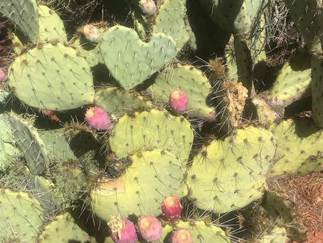 Tuesday Thoughts And Radical Acceptance