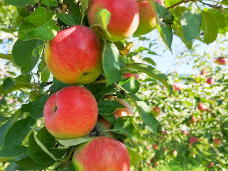 Tuesday Thoughts AndThe Orchard