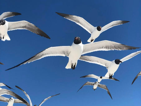 Tuesday Thoughts And Birds Of A Feather....