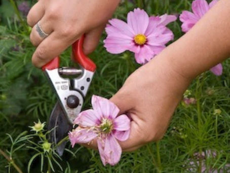 Tuesday Thoughts and a different kind of love