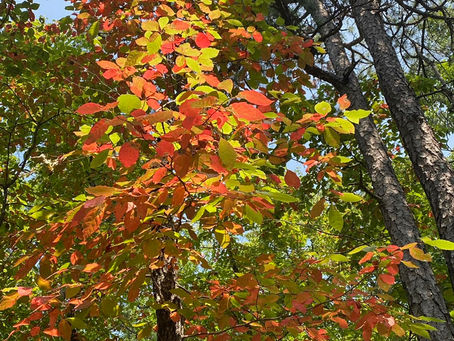 Tuesday Thoughts And Just Stop