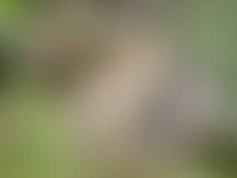 Tuesday Thoughts And What The Heck Does A Sloth Have To Do With The Holidays?