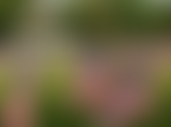 Tuesday Thoughts And Memorial Day