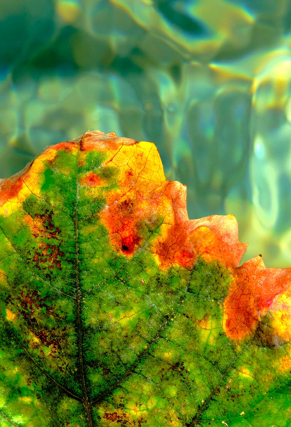 Baumblatt 03 - 2022-10-26 - no - 3x4.jpg