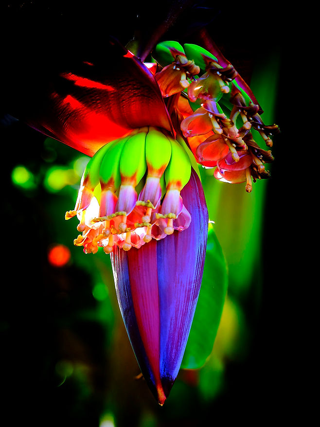 Banane 05 - 2024-10-18 - franz - 3x4.jpg