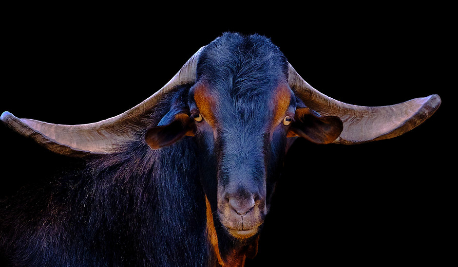 Ziegen-Portrait 11 - 2025-09-20 - no - 3x2.jpg