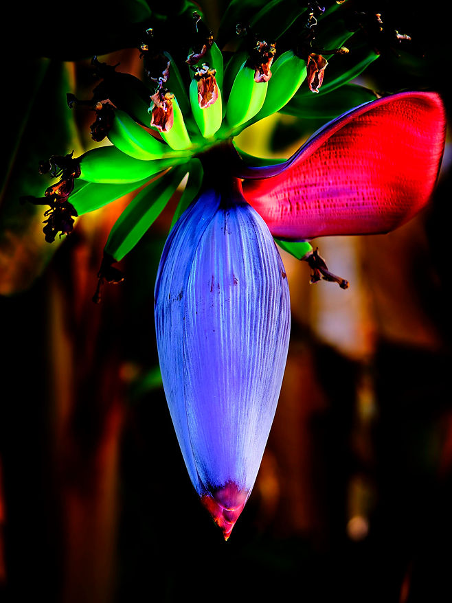 Banane 04 - 2024-10-26 - franz - 3x4.jpg