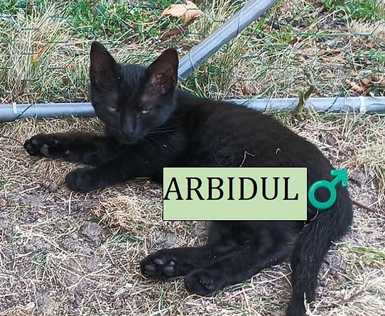 ARBIDUL.jpg