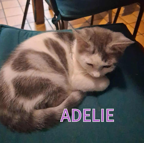 ADELIE A.jpg