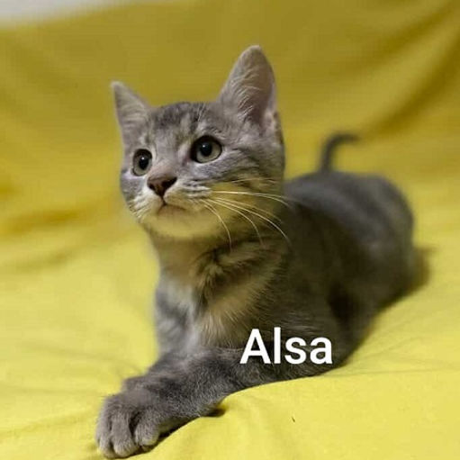 ALSA.jpg