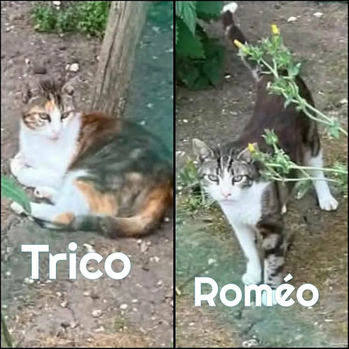 romeo et trico.jpg