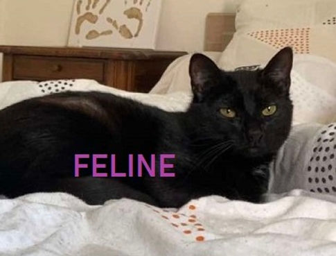 FELINE ET FLEUR 2ABCD.jpg