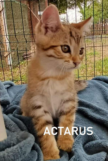 ACTARUS.jpg