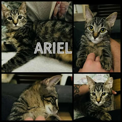 ARIEL 6.jpg