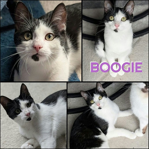 BOOGIE AA.jpg