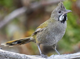 western whip bird.jfif